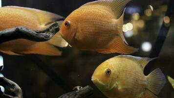 vicino su per luminosa e bellissimo pesci rossi nel acquario con verde impianti di legno rami. telaio. scuola di Pesci nuoto nel acquario, animali domestici concetto. foto