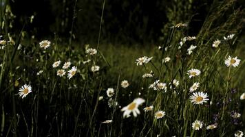 margherite quello crogiolarsi nel il sole.creativo. luminosa piccolo fiori con bianca petali quello crescere nel un' campo con erba e raggiungere per il sole. foto