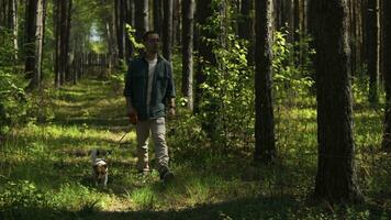 uomo passeggiate con cane su soleggiato estate giorno. azione filmato. uomo passeggiate con cane nel verde foresta su soleggiato giorno. piacevole camminare con cane nel estate foresta foto