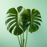 ai generato un interno Monstera pianta pianta, nel il stile di infusa simbolismo, lo-fi estetica foto