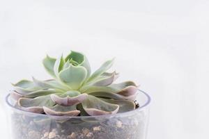 primo piano di un cactus in un vaso di fiori di vetro con sfondo bianco foto