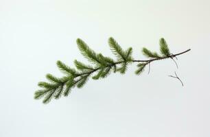 ai generato un' bianca sfondo con il rametto di un' Natale albero, post-punk Fai da te, il minore, uso di terra toni foto