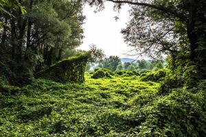 2021 07 25 revine lago bosco tra i laghi foto