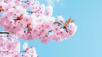 ai generato un' avvicinamento di un' bellissimo fioritura ciliegia albero, con delicato rosa petali contro un' blu cielo foto