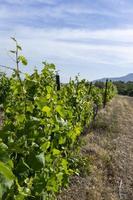 paesaggio con vista del vigneto sullo sfondo delle montagne foto