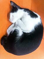 nero e bianca selvaggio gatto addormentato arricciato su su un arancia sedia foto