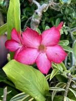 bellissimo Adenium fiori nel il giardino foto