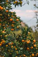 mandarino raccolta nel il giardino per sfondo foto