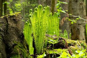 naturale primavera foresta paesaggio, germogli di felci Il prossimo per il ceppo foto