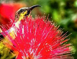 fioritura fiore nel giardino foto