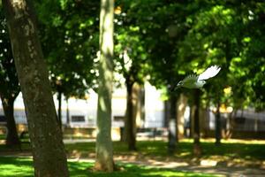 un' bianca colomba volante fra il alberi foto