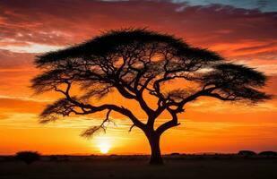 ai generato un' silhouette acacia albero contro il cielo foto