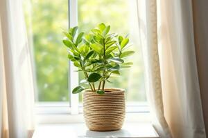 ai generato concetto di casa giardinaggio. zamioculcas nel vaso di fiori su davanzale. casa impianti su il davanzale. verde casa impianti nel un' pentola su davanzale a casa. generativo ai. foto