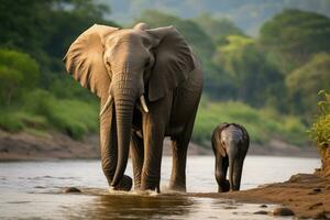 ai generato elefanti nel chobe nazionale parco, Botswana, Africa, un' bambino elefante a piedi lungo il Riva del fiume con suo madre, ai generato foto