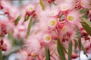 ai generato bellissimo gomma albero rosa fiori e mini cuffie. ai generato foto