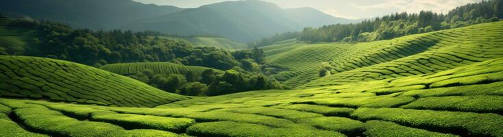 ai generato un' verde pendio con verde tè campi, foto