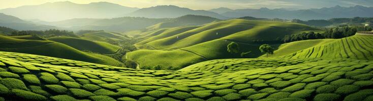 ai generato un' verde pendio con verde tè campi, foto