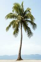 ai generato il palma albero isolato su bianca, foto