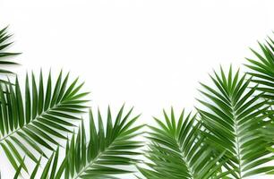ai generato palma le foglie su bianca sfondo. foto