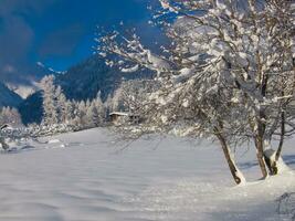 un' nevoso campo con alberi e montagne nel il sfondo foto