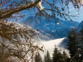 un' albero con neve su esso foto