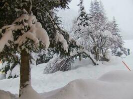 un' albero coperto nel neve foto