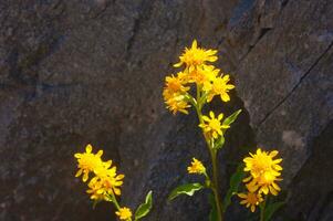 giallo fiori in crescita nel davanti di un' roccia foto