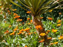 un' palma albero con arancia fiori foto