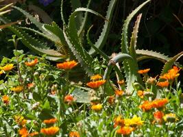 un' mazzo di fiori foto