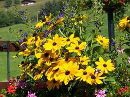 un' fiore giardino con giallo fiori foto