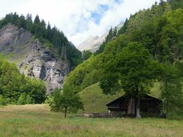 un' piccolo albero nel un' campo foto