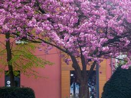 un' albero con rosa fiori foto