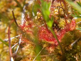 un' vicino su di un' pianta con rosso fiori foto