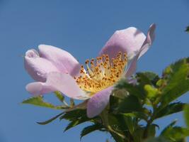 un' rosa fiore con giallo centri foto