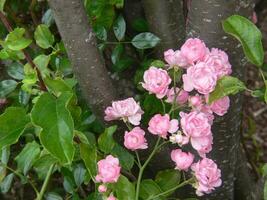 un' mazzo di rosa fiori in crescita su un' albero foto