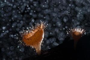 pioggia bellissimo fungo rosa champagne rivestito di legno foto