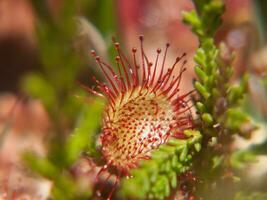 un' fiore con rosso e bianca petali foto