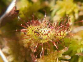 un' vicino su di un' fiore con un' insetto su esso foto