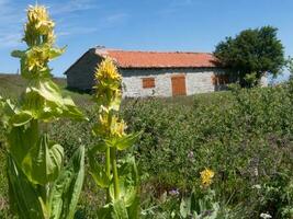 un' campo di verde erba foto