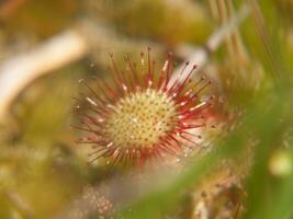 un' fiore con rosso e bianca petali foto