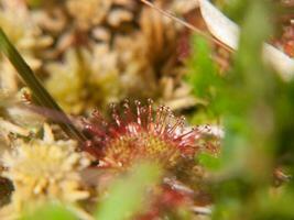 un' vicino su di un' fiore con un' rosso e bianca fiore foto