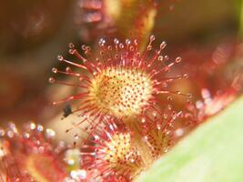 un' vicino su di un' pianta con rosso fiori foto