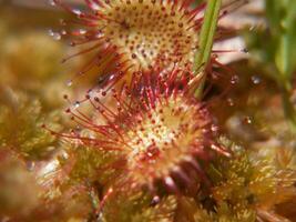 un' vicino su di un' pianta con rosso e bianca fiori foto