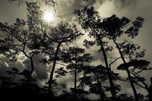 la luce del sole sugli alberi della foresta foto
