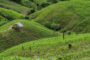 Terrazza campi di riso nel distretto di Mae Chaem Chiang Mai, Thailandia foto