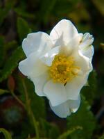 un' bianca fiore con giallo centro foto