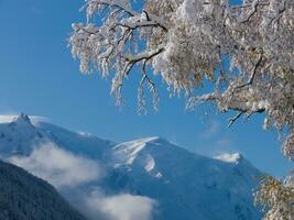 un' albero con neve su esso foto