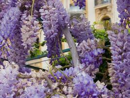 un' mazzo di viola fiori foto