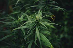 pianta di cannabis sativa che cresce all'aperto foto