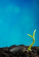 gemme di foglie di giovani piante che seminano e sfondo blu foto
